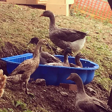 Le Petit Vent Alojamento de Acomodação e Pequeno-almoço Sormano