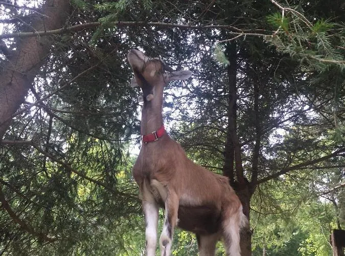 Prázdninový dům Le Petit Vent *