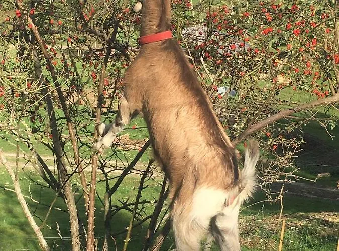 Prázdninový dům Le Petit Vent