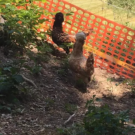 Дом отдыха Le Petit Vent Sormano