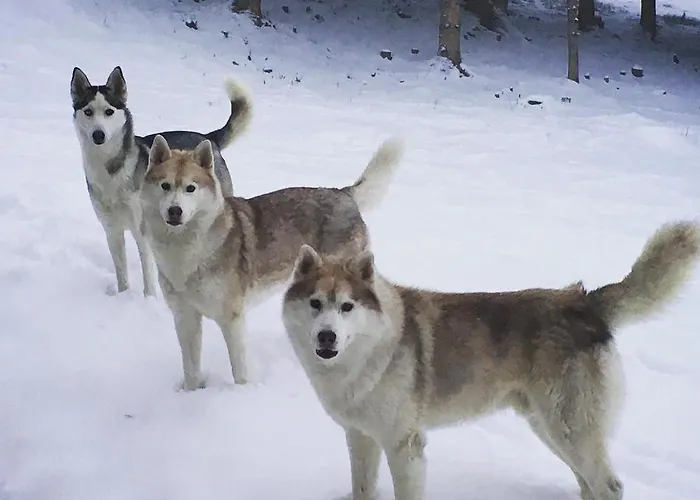 Le Petit Vent Hébergement de vacances *
