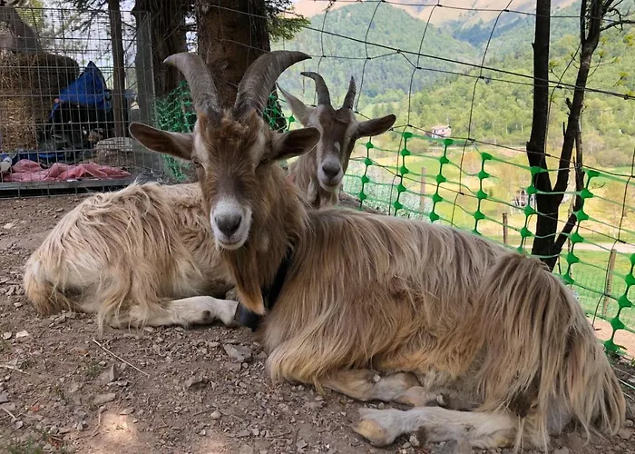 Le Petit Vent Hébergement de vacances Sormano