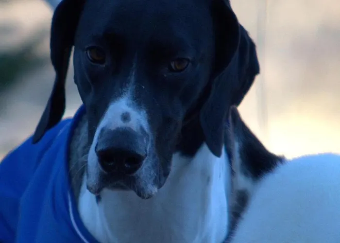 Le Petit Vent * 소르마노